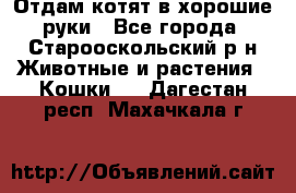 Отдам котят в хорошие руки - Все города, Старооскольский р-н Животные и растения » Кошки   . Дагестан респ.,Махачкала г.